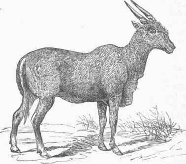 Eland (Oreas canna).