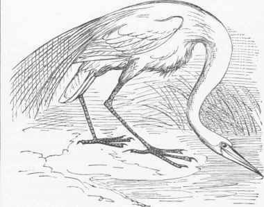 Great American Egret (Ardea egretta).