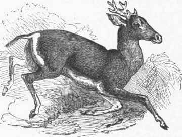 Guazupuco Deer (Blastocerus paludosus).
