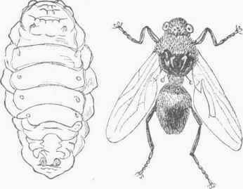 Larva and Imago of the Bot Fly of the Ox (Hypodermia bovis).