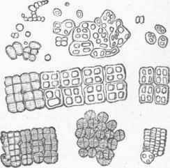 Merismopaedia ventriculi.