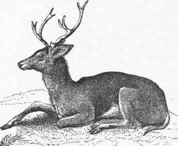 Mule Deer (Cariacus macrotis).