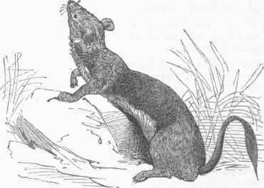 Putorius Noveboracensis in Summer Dress.