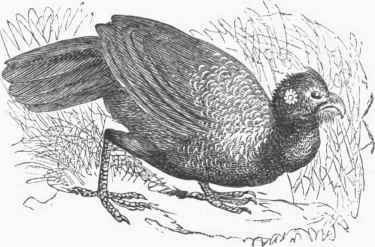 Razor billed Curassow (Pauxi mitu).
