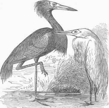 Reddish Egret (Ardea rufa).