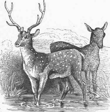 Spotted Axis (A. maculata).