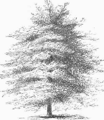 Spreading Cypress (Cupressus horizontalis).