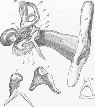 The Parts of the Auditory Apparatus