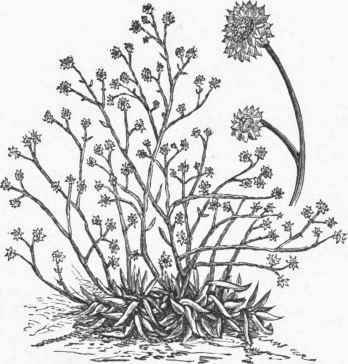 Ammobium alatum.