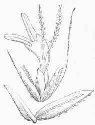 Anthoxanthum, spikelet.
