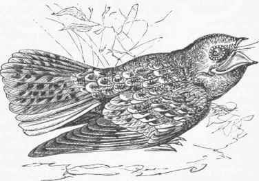Chuckwill's Widow (Antrostomus Carolinensis).