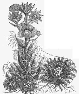 Cobweb Houseleek (Sempervivum arachnoideum).