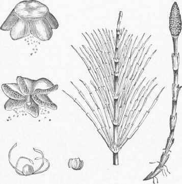 Common Horsetail