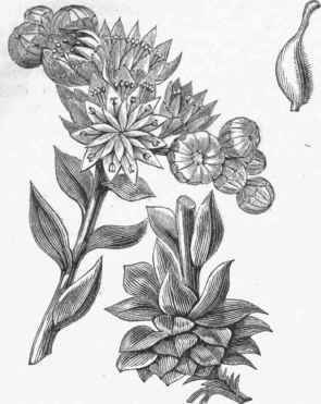 Common Houseleek (Sempervivum tectorum).