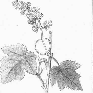 European Grape (Vitis vinifera).