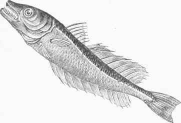 European Hake (Merlucius vulgaris).