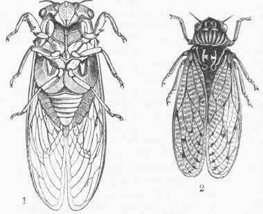 European Harvest Flies. 1. Cicada plebeia. 2. Cicada orni.