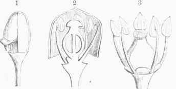 Flower of the Grape. magnified.