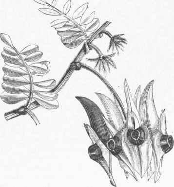Glory Pea (Clianthus Dampieri).