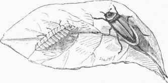 Glowworm (Lampyris noctiluca).