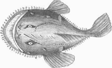 Goose Fish (Lophius Americanus).
