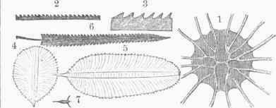 Graptolites 0800112