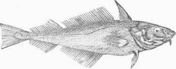 Haddock (Morrhua aeglefinus).