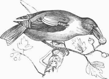 Hawfinch (Coccothraustes vulgaris).