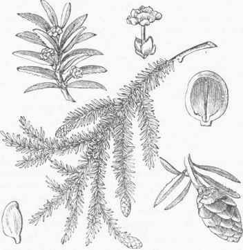 Hemlock Spruce (Abies Canadensis).