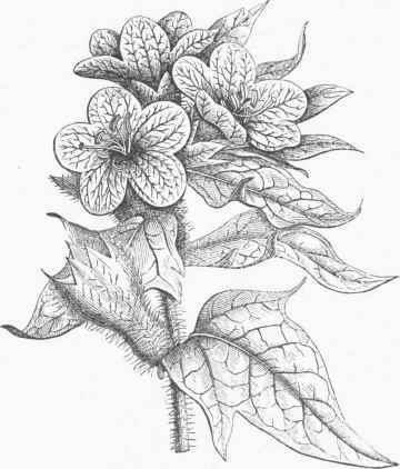 Henbane (Hyoscyamus niger).