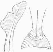 Heterocercal 0800477