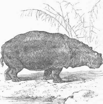 Hippopotamus amphibius.