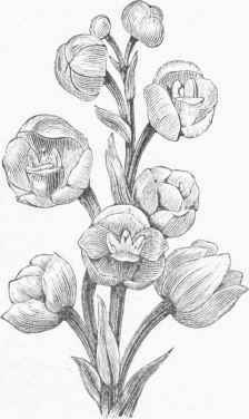 Holy Spirit or Dove Plant (Peristeria data).