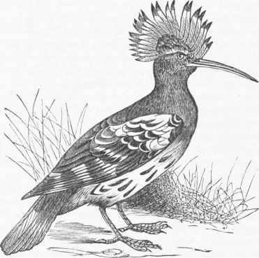Hoopoe (Upupa epops).