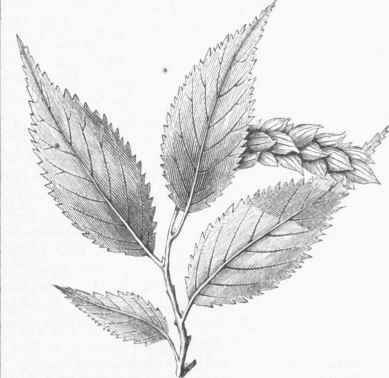 Hop Hornbeam (Ostrya Virginica).