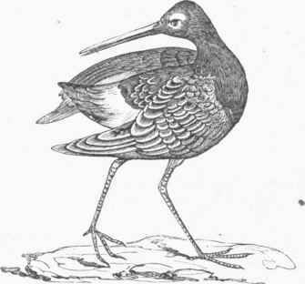 Hudsonian Godwit (Limosa Hudsonica).