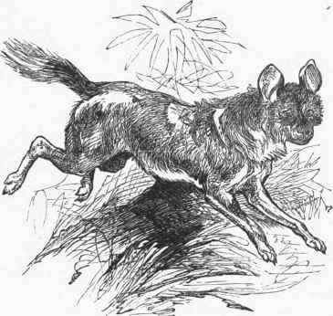 Hunting Hyaena (Lycaon venaticus).