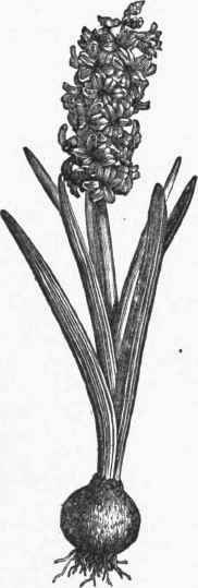 Hyacinth