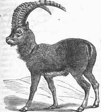 Ibex (Capra ibex).