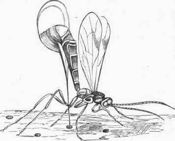 Ichneumon Fly.