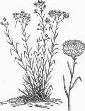Ilelichrysum orientate.