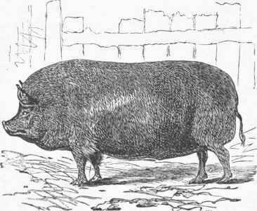 Improved Essex Hog.