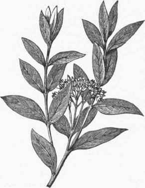 Indian Hemp (Apocynum cannabinum).