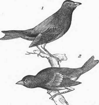 Indigo Bird (Cyanospiza cyanea)