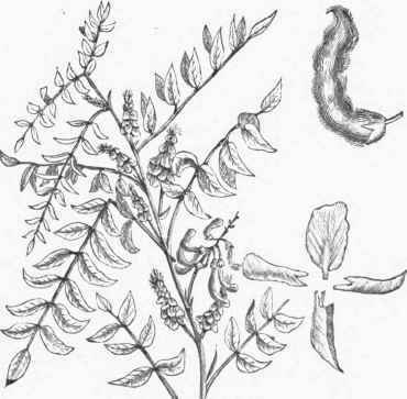 Indigofera tinctoria.