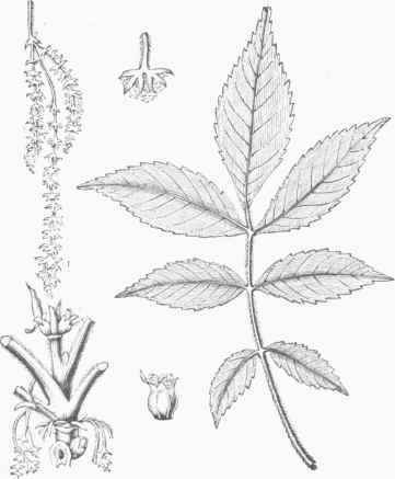 Mockernut (Carya tomentosa).