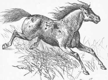 Mustang.