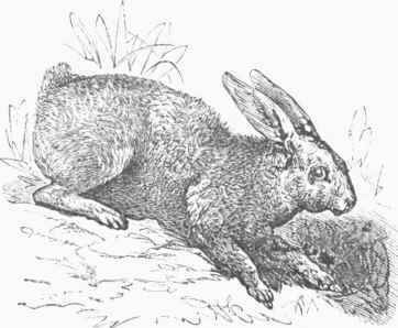 Northern Hare (Lepus Americanus).