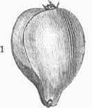 Pig Nut