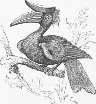 Rhinoceros Hornbill (Buceros rhinoceros).